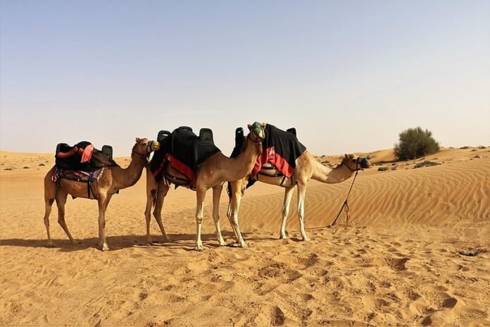 do-a-camel-ride